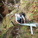 bei Punkt 1295 haben wir den markierten Wanderweg verlassen und das schmale Wegli (T3+) zu Punkt 1446/1432 genommen. dort hat es auch eine kurze 5m Leiter.