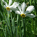Weisse Berg-Narzisse (Narcissus radiiflorus)