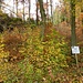 Auf diesen Wiesen?
