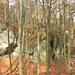Noch mehr Felsen im Wald