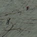 Mit ausreichend Kamera-Zoom kann man den Kletterern an der Girenspitz-Südwand auf die Finger schauen