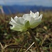 Alpen-Hahnenfuß (Ranunculus alpestris) von unten / di sottinsù