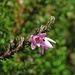 Das Heidekraut hat auch nochmal ein paar frische Blüten bekommen. Wie schön!<br /><br />Anche la calluna vulgaris ha ancora ricevuto dei fiori. Quanto sono belli!