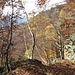 La faggeta