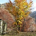 Colori della natura