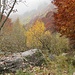 Verso l'alpe Serena