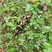 Salamandra