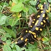 Salamandra