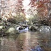 Torrente nel bosco
