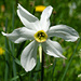 Weisse Berg-Narzisse (Narcissus radiiflorus)
