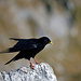 Alpendohle (Pyrrhocorax graculus) 