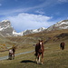 Freilaufende Pferde mit Fohlen unterhalb der Alp Suot vor der Kulisse des Piz Buin