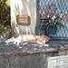 Al ritorno un gatto si gode la vita...
