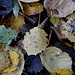 Kostomlaty - "Der Herbst. Am Boden."
