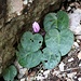 <b>Ciclamino delle Alpi (Cyclamen purpurascens).</b>