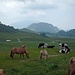 Mucche e cavalli ai Piani di Artavaggio. Lontano il profilo del Resegone