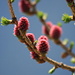 Blooming larch tree (Larix, Lärche) 