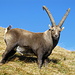 Was für ein Prachtkerl von einem Steinbock (Capra ibex ibex) gerade mal 5 m weit entfernt, was mich an die Begegnung mit [http://www.hikr.org/gallery/photo944511.html?user_login=alpstein&photo_order=photo_pop ihm] im letzten Herbst erinnerte