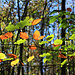 Herbstmotiv im Odenwald