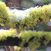 Very colorful lichen