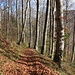 Herbststimmung im Abstieg durch Rinderberg.