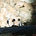 Pilze auf Dachbalken