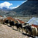 Yaks, die LKWs Nepals