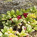 Vaccinium vitis idaea - Lingonberry - Mirtillo rosso