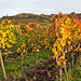 Herbstfarben im Weinberg