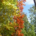 Herbstfarben beim Aufstieg zur Ruine Scharfenberg