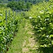 vorbei an Weinplantagen