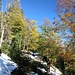 Herbstwald im Winterkleid
