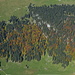 Herbstwald zwischen Alp Sämtis und Alp Sigel.