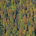Schöner Herbstwald.
