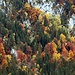 Wunderschöne Herbstfarben am Klöntaler See