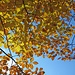 Buntes Laub und tiefblauer Himmel - so schön kann der Herbst sein.