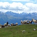 Schafe auf dem Höllkopf