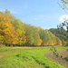Waldsaum am Süllberg