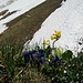Schnee- und Blumenfelder im Abstieg