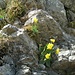zweitletzte alpine Blumenpracht