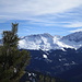 Die Legföhre zaubert etwas Voralpencharme in die Schanfigger/Davoser Bergwelt
