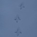 Der Winter läd zum Fährtenlesen ein - Schneehuhn?!