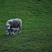 Definitiv Schafe - ich hab aber niemanden gefragt :-)