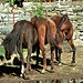 <br />Auch sie zeigen sich mir gegenüber von ihrer besten Seite.<br /><br /><br />♩♫♬...Horses...♬♫♩<br /><br />(Patti Smith)<br />[http://www.youtube.com/watch?v=qKOULF922Rs]