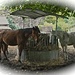 <br />Die glücklichen Pferde von Chiggiogna<br /><br />___________<br /><br /><br />♩♫♬...Horses...♫♩♫<br /><br />(Tori Amos)<br />[http://www.youtube.com/watch?v=V8PmtpNr9zg]