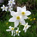 Weisse Bergnarzisse (Narcissus radiiflorus)