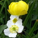 Ankebälleli oder Trollblume (Trollius europaeus) und Eisenhutblättriger Hahnenfuss (Ranunculus aconitifolius)