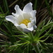 Alpenanemone (Pulsatilla alpina)