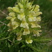Blattreiches Läusekraut (Pedicularis foliosa)