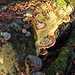 Motiv am Wegrand